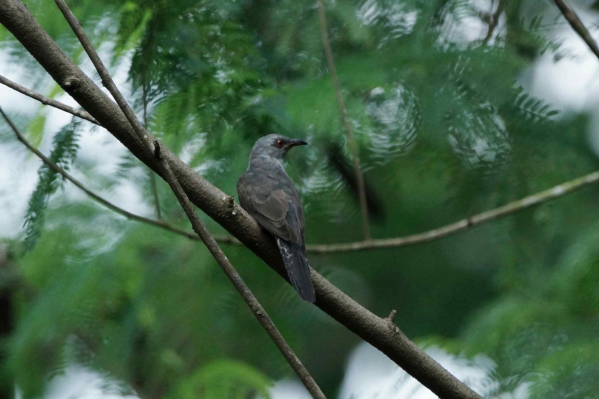 Plaintive Cuckoo - Kian Guan Tay