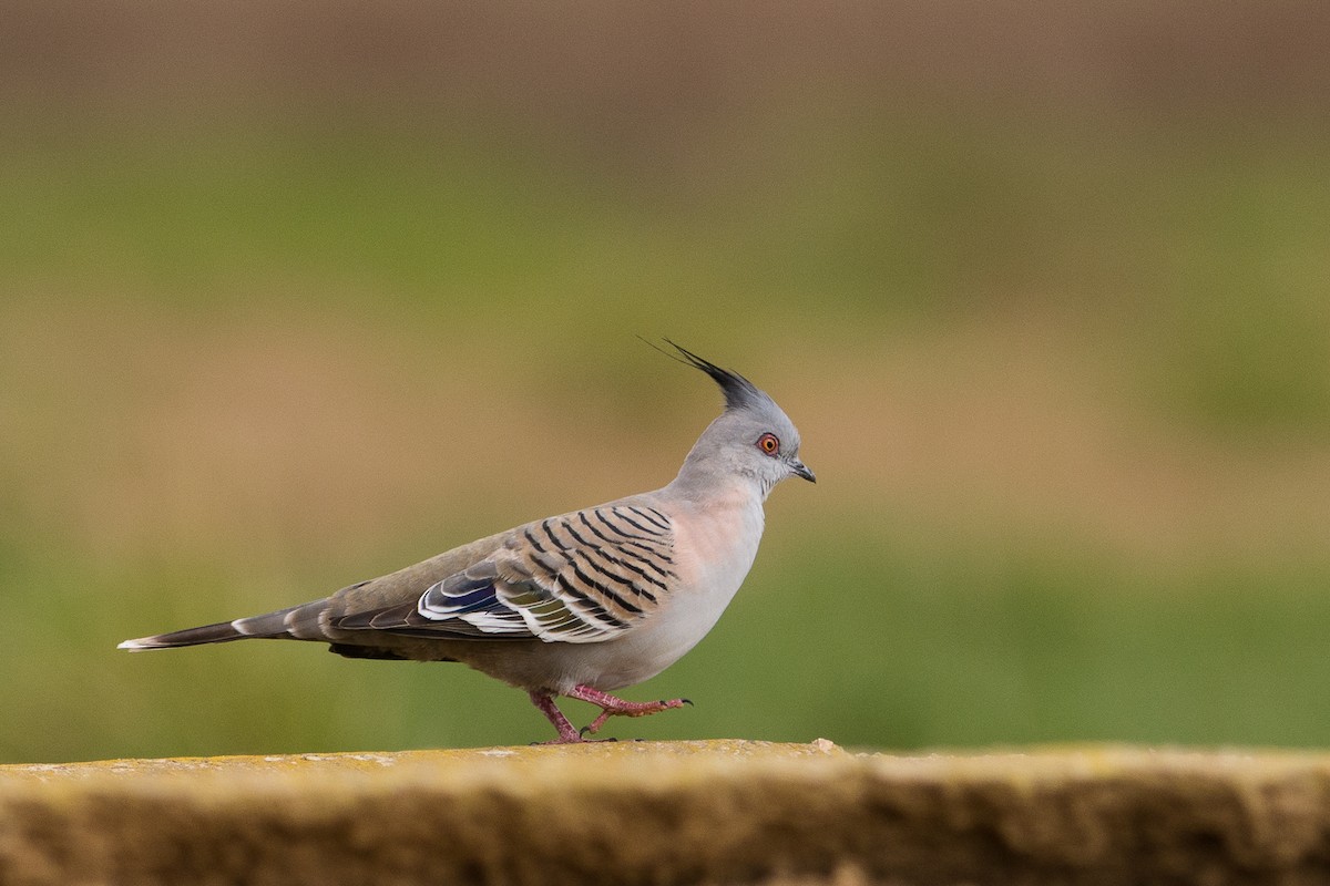 Crested Pigeon - ML108396491