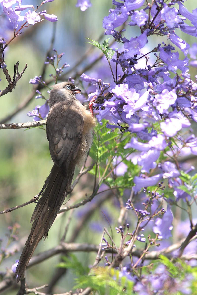 Speckled Mousebird - ML108397211