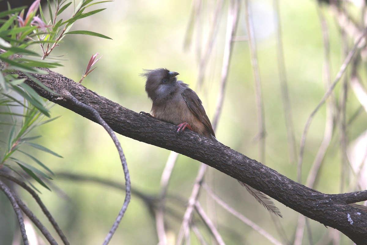 Speckled Mousebird - ML108397221