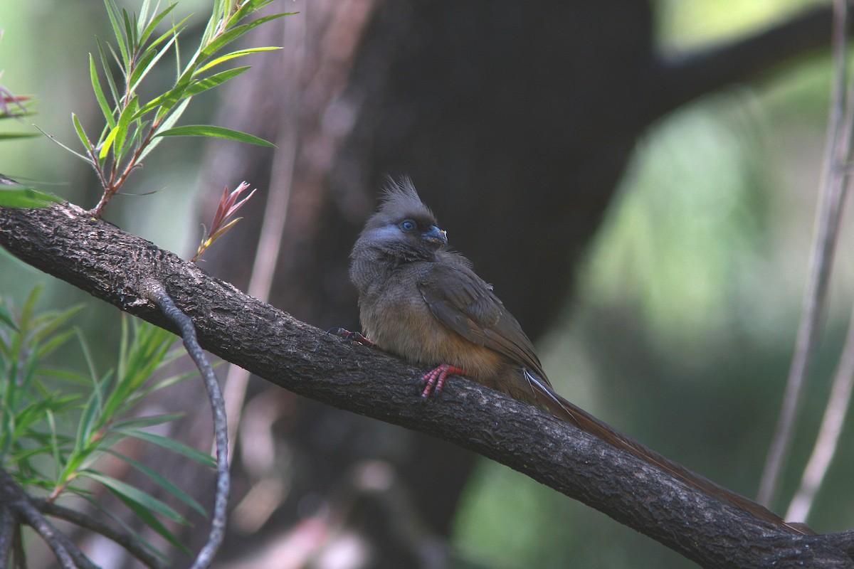 Speckled Mousebird - ML108397241