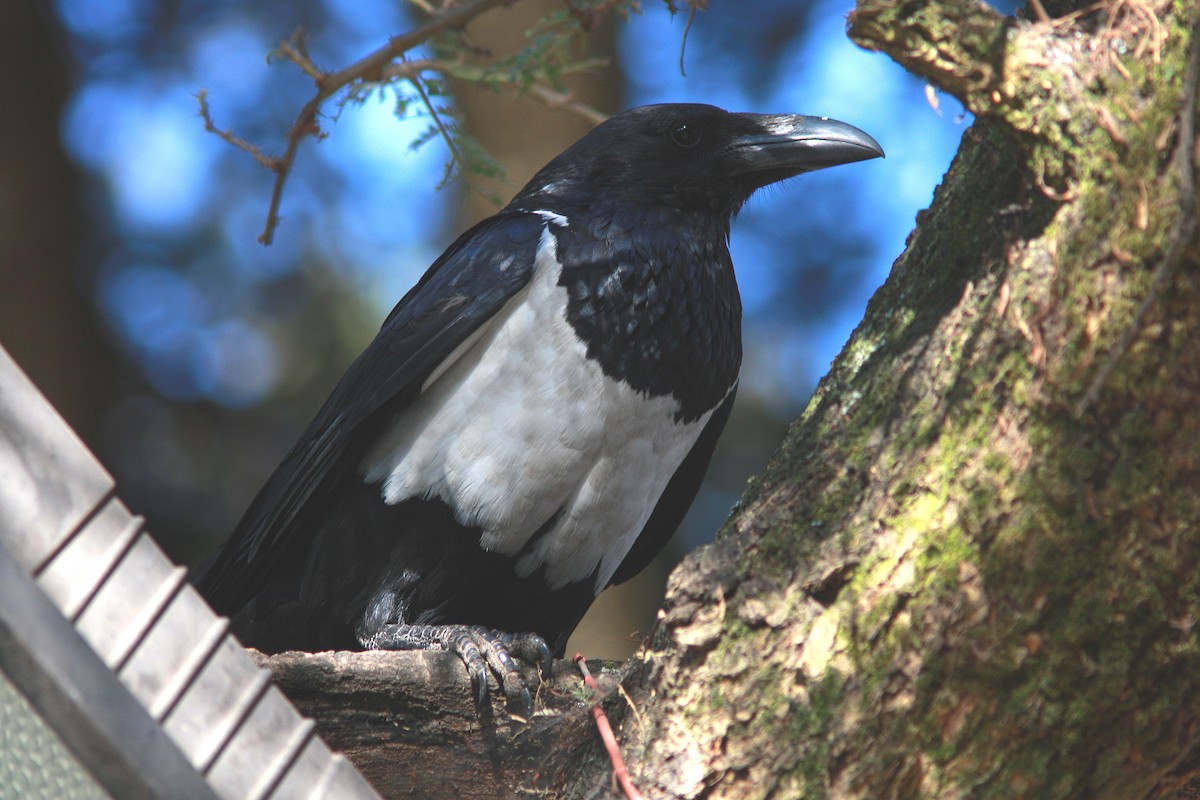 Pied Crow - Guy Poisson