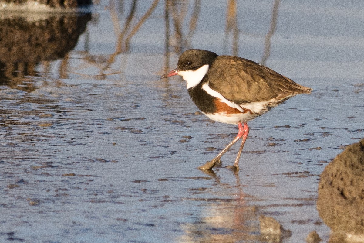 Red-kneed Dotterel - ML108397871