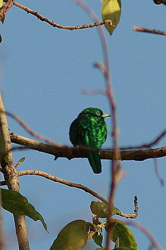African Emerald Cuckoo - Guy Poisson