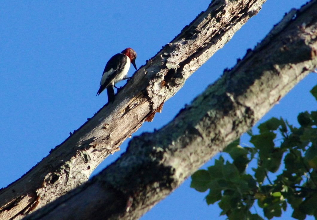 Red-headed Woodpecker - ML108398961