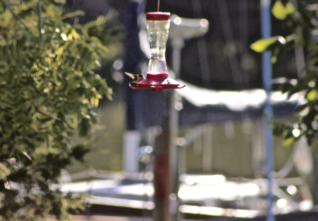 Ruby-throated Hummingbird - ML108399131