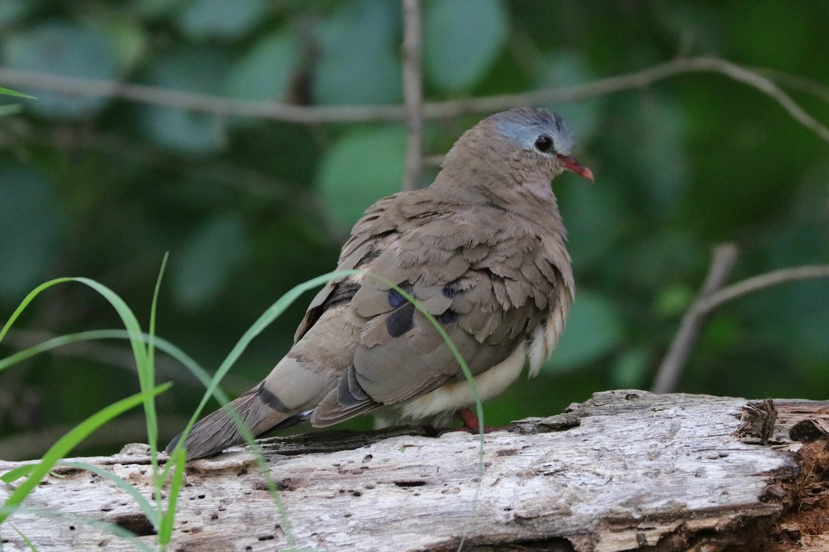 Blue-spotted Wood-Dove - ML108402121