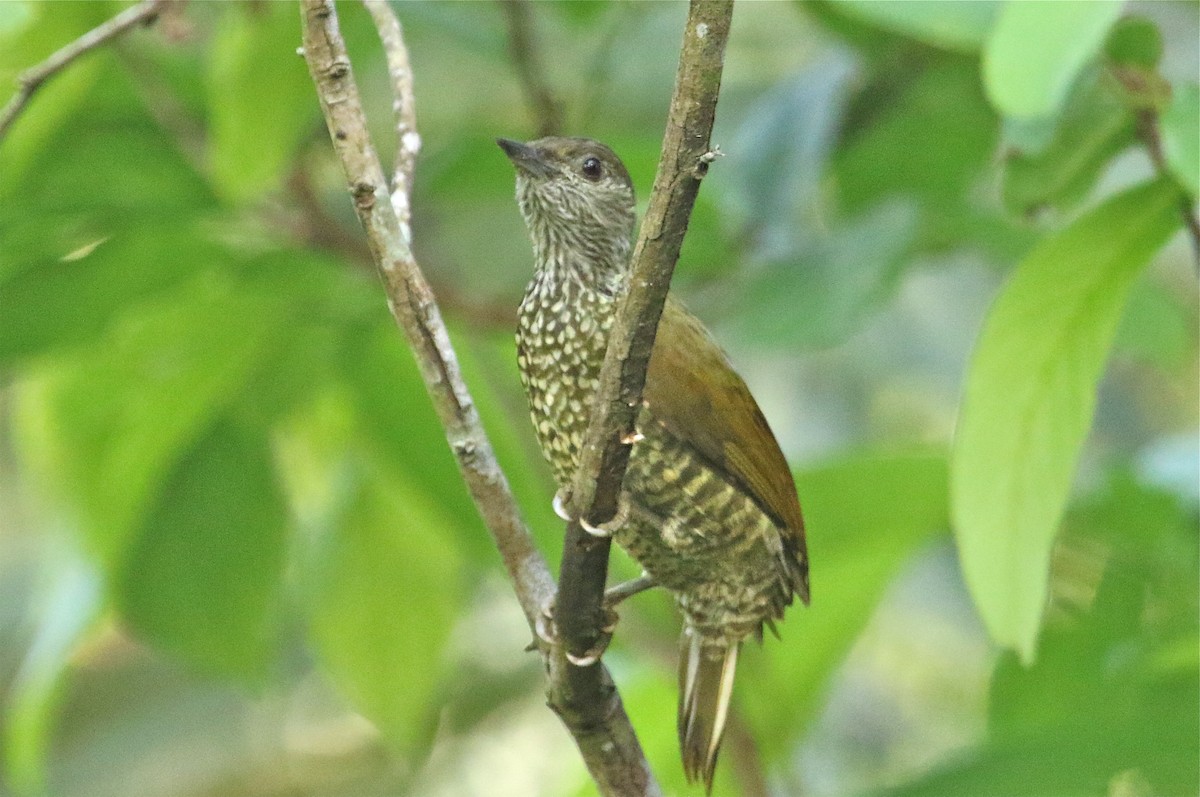 Buff-spotted Woodpecker - Gil Ewing