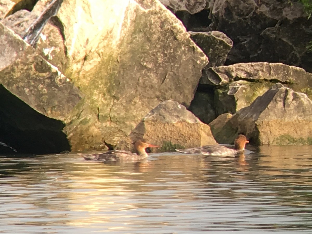 Red-breasted Merganser - Patty & Kevin 👀👂🏻🦆 McKelvey