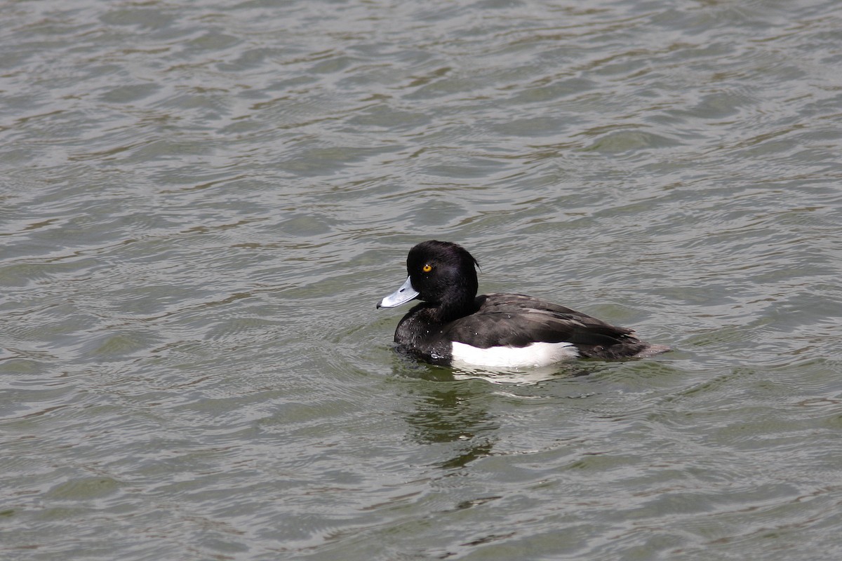 Tufted Duck - ML108402781