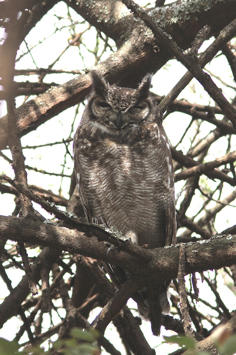 Grayish Eagle-Owl - ML108404491