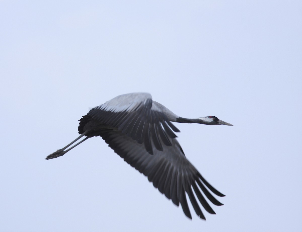 Common Crane - Guy Poisson