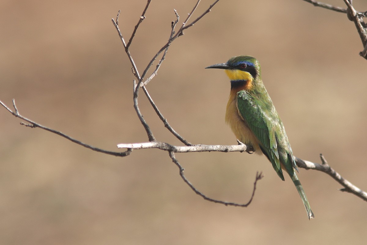 Little Bee-eater - Guy Poisson