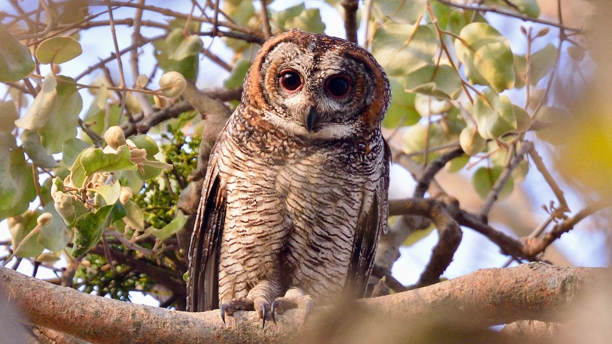 Mottled Wood-Owl - Snehasis Sinha