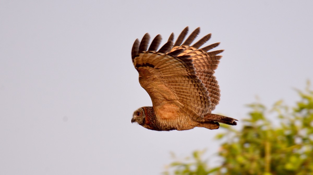 Mottled Wood-Owl - Snehasis Sinha