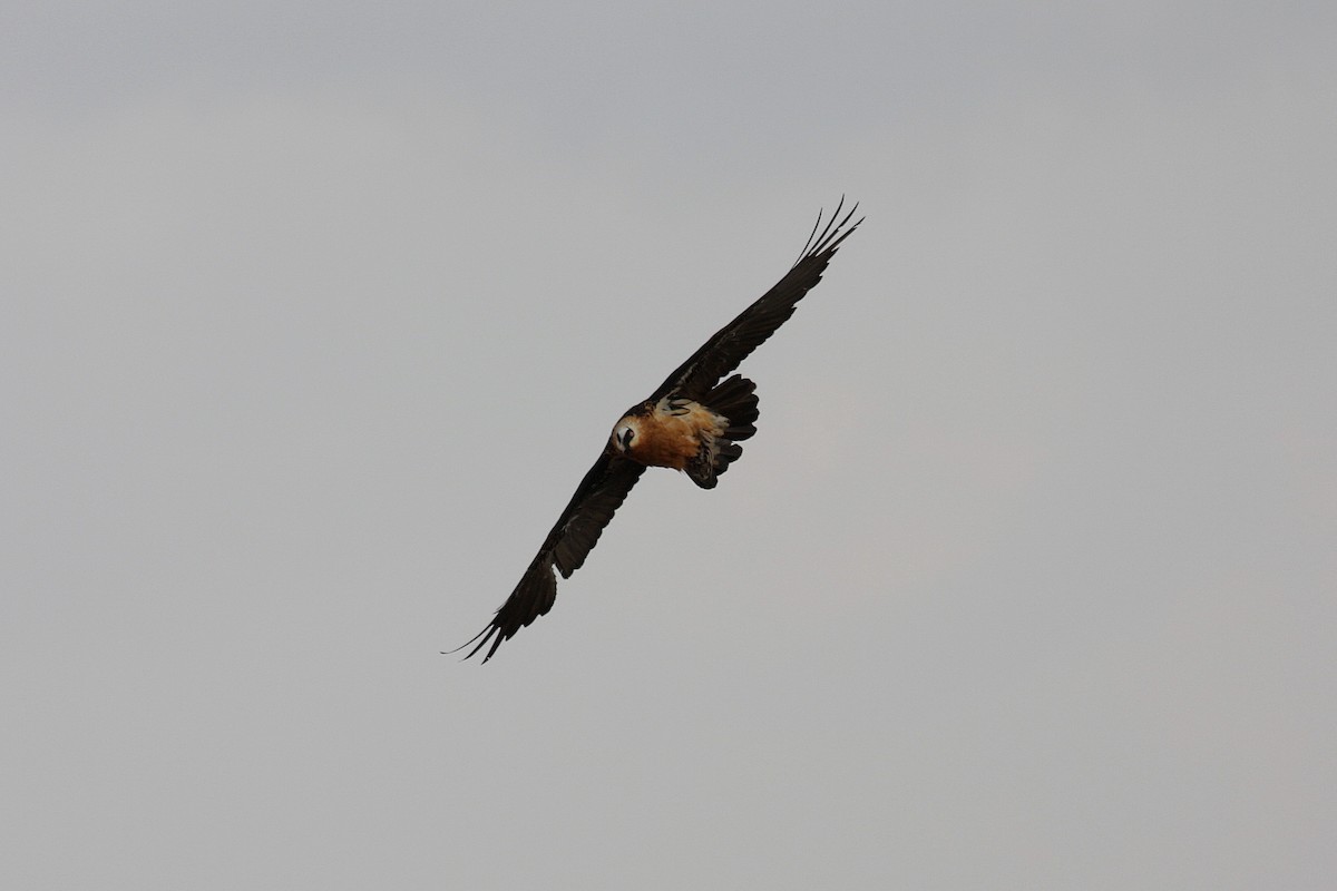 Bearded Vulture - Guy Poisson