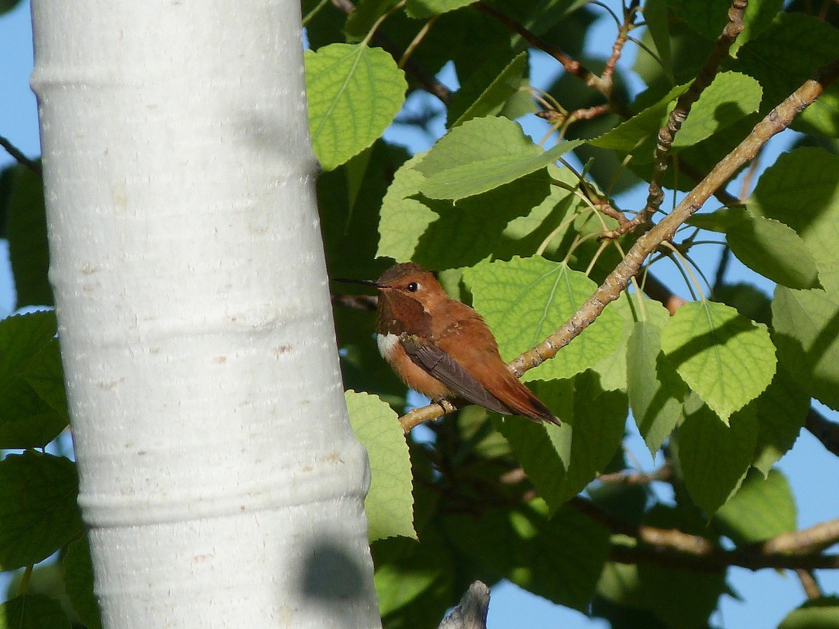 Rufous Hummingbird - ML108407491