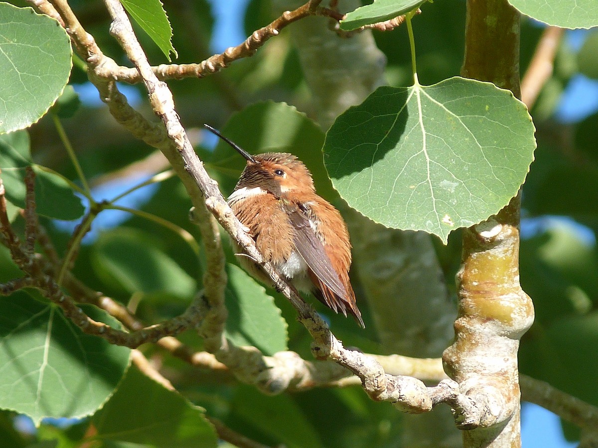 Rufous Hummingbird - ML108407561