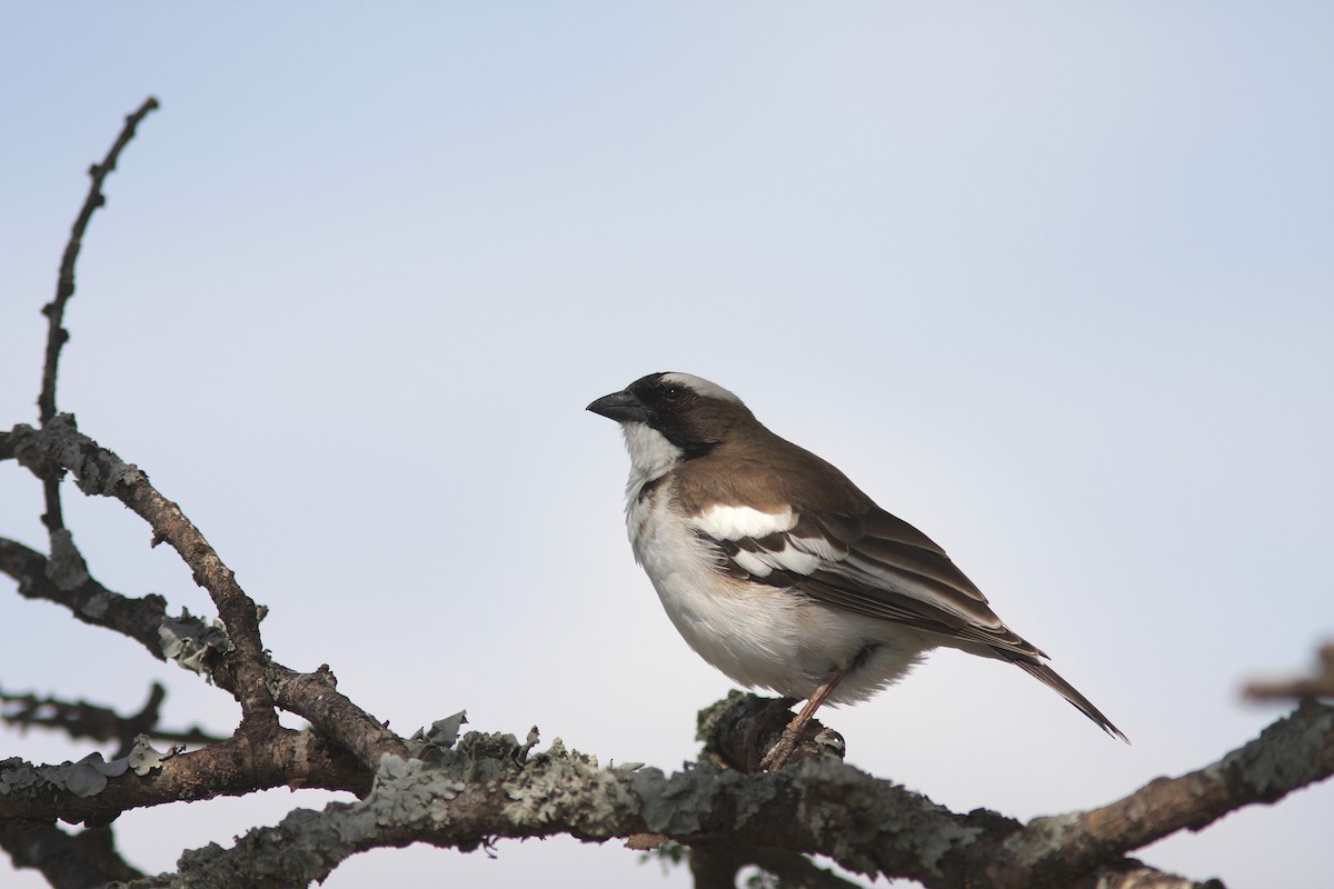 White-browed Sparrow-Weaver - ML108408331