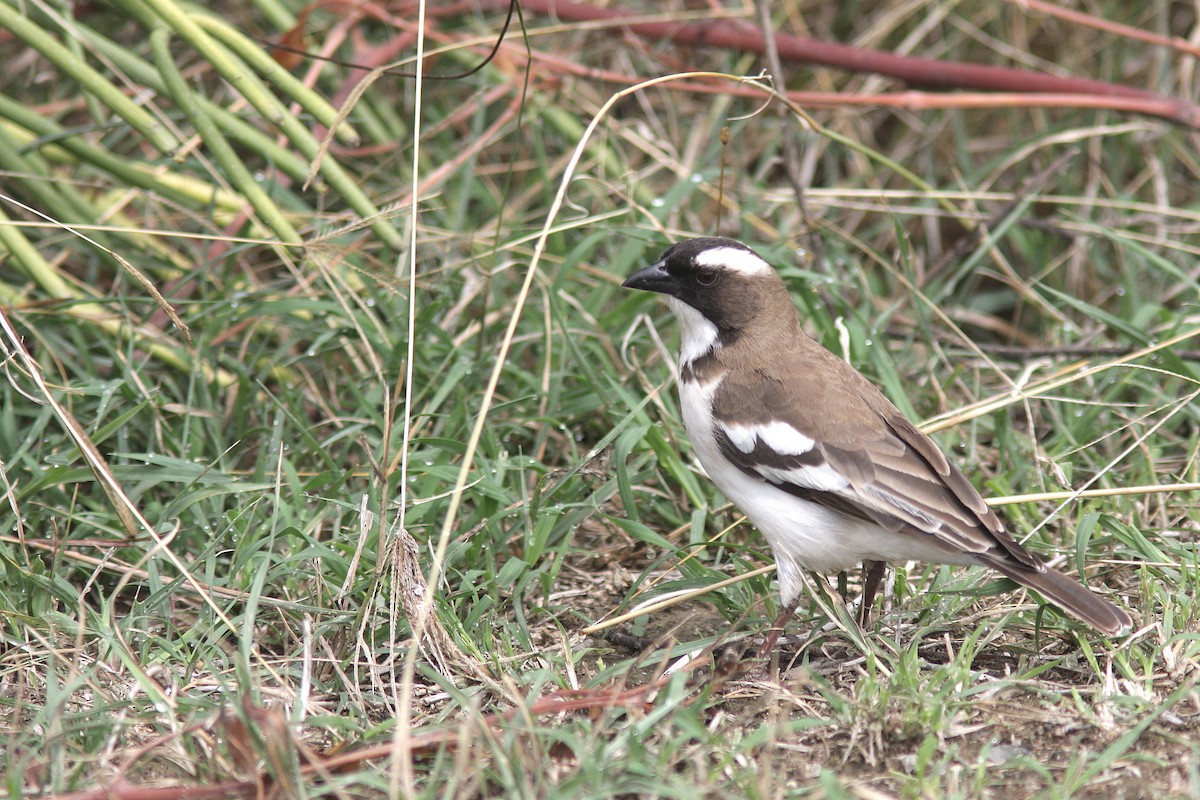 White-browed Sparrow-Weaver - ML108408351