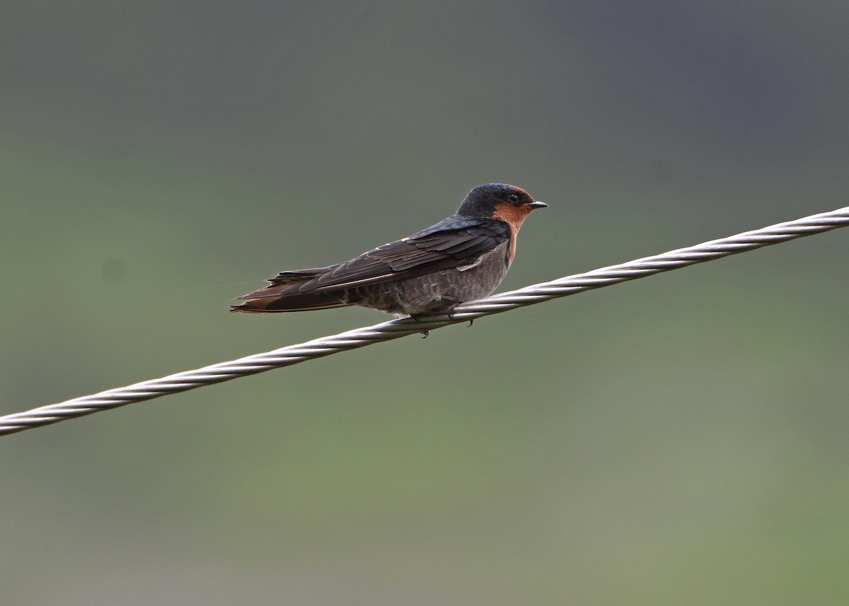Hill Swallow - Rajesh Radhakrishnan