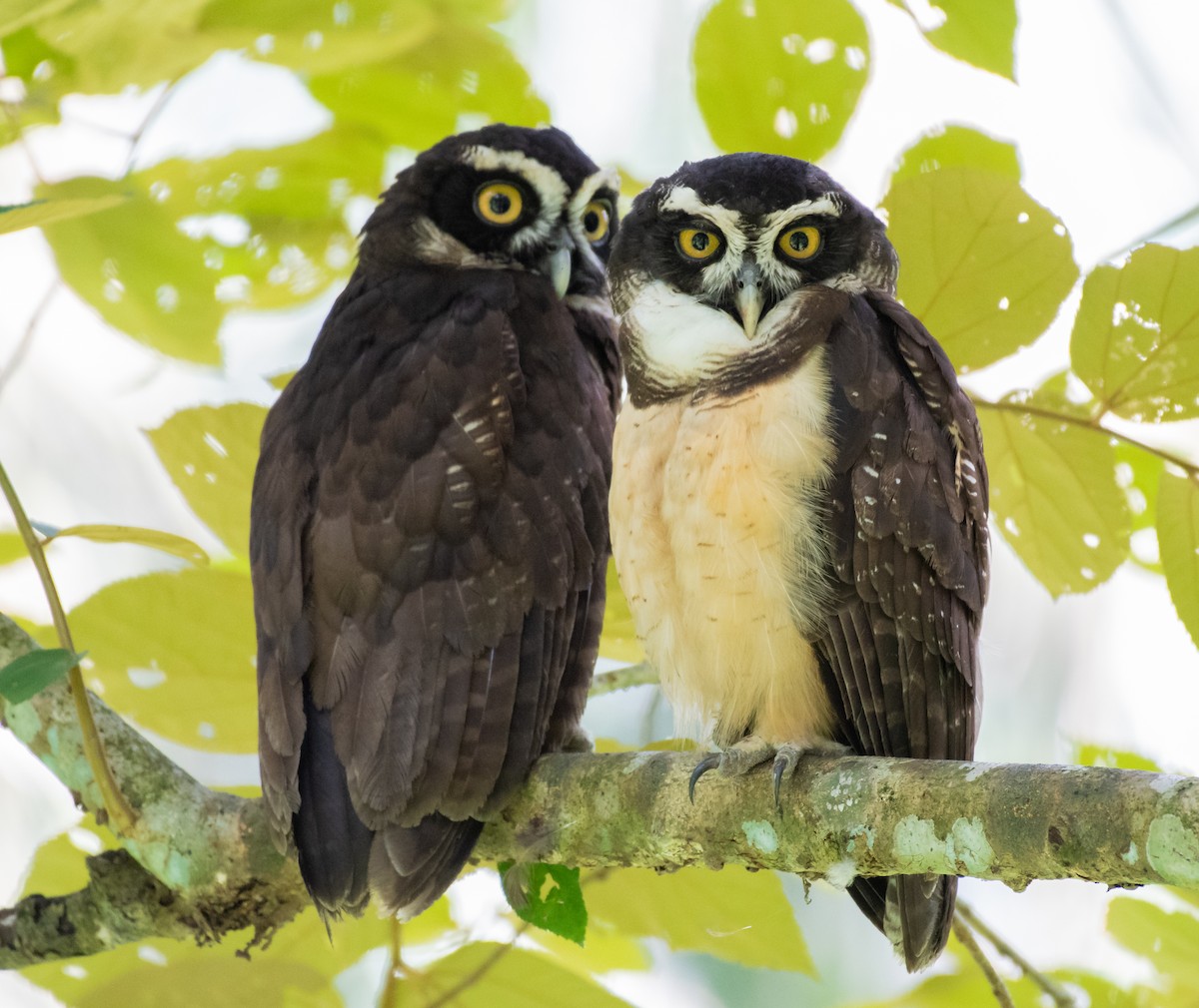 Spectacled Owl - ML108409381