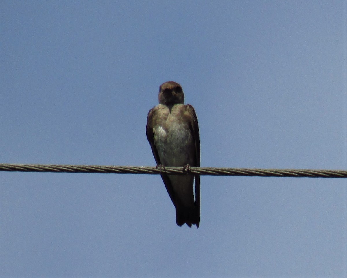 Northern Rough-winged Swallow - Charlie Barnard Jr.