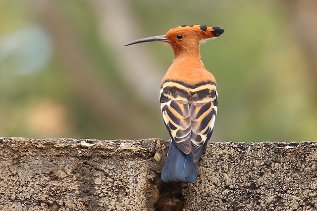 Adult (subspecies<em class="SciName notranslate">&nbsp;africana</em>): Dorsal View. - Eurasian Hoopoe (African) - 