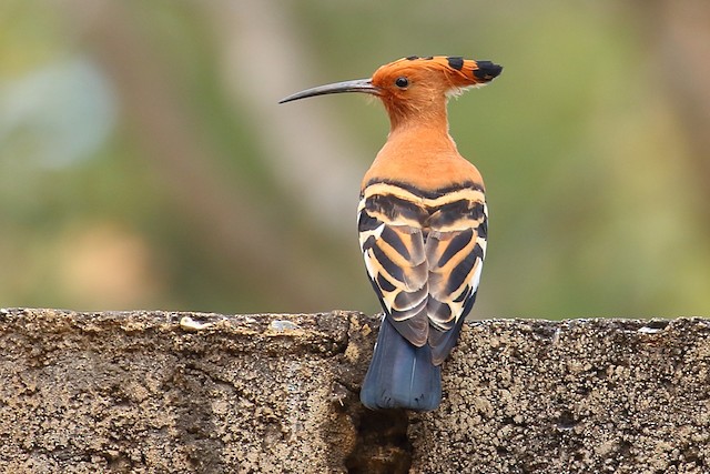 Adult (subspecies<em class="SciName notranslate">&nbsp;africana</em>): Dorsal View. - Eurasian Hoopoe (African) - 