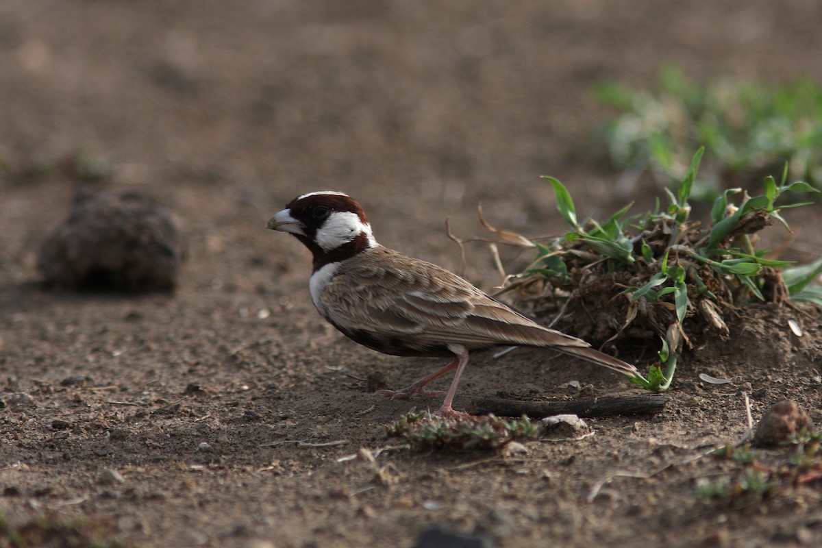 Chestnut-headed Sparrow-Lark - Guy Poisson