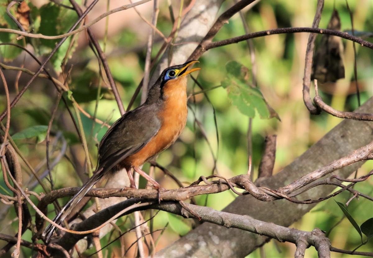 Lesser Ground-Cuckoo - Daniel Aldana | Ornis Birding Expeditions