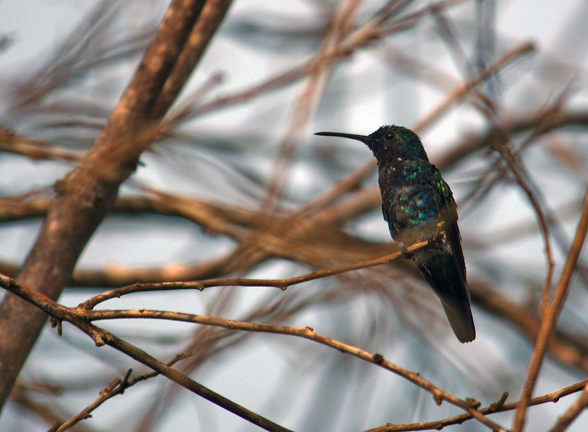 Sapphire-bellied Hummingbird - Diego Ochoa (Birdo)