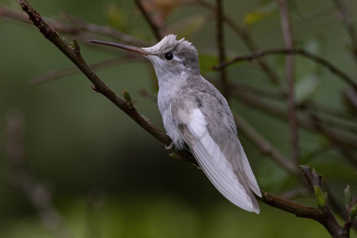 Talamanca Hummingbird - Guillermo  Saborío Vega