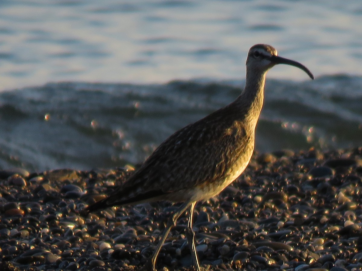 Whimbrel - Anonymous