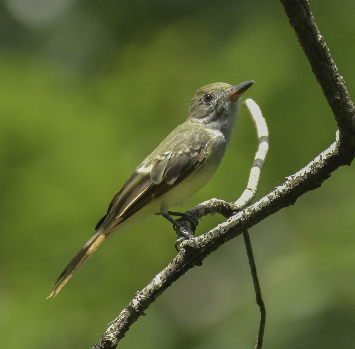 Great Crested Flycatcher - ML108417931