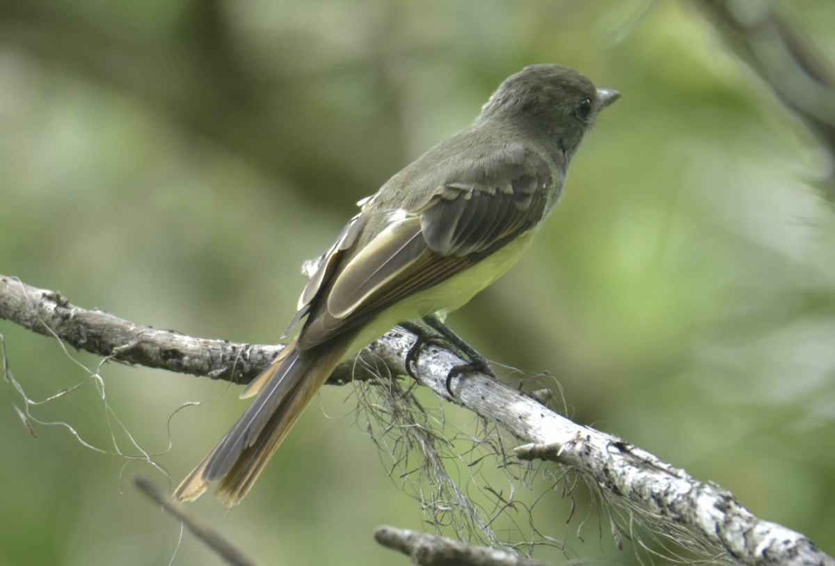 Great Crested Flycatcher - ML108417951