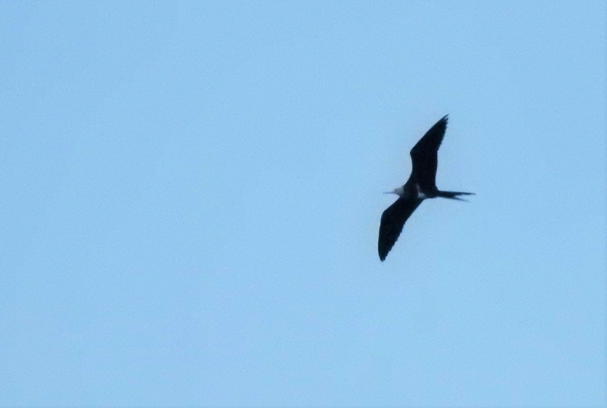 Lesser Frigatebird - KAUSTAV KHAN