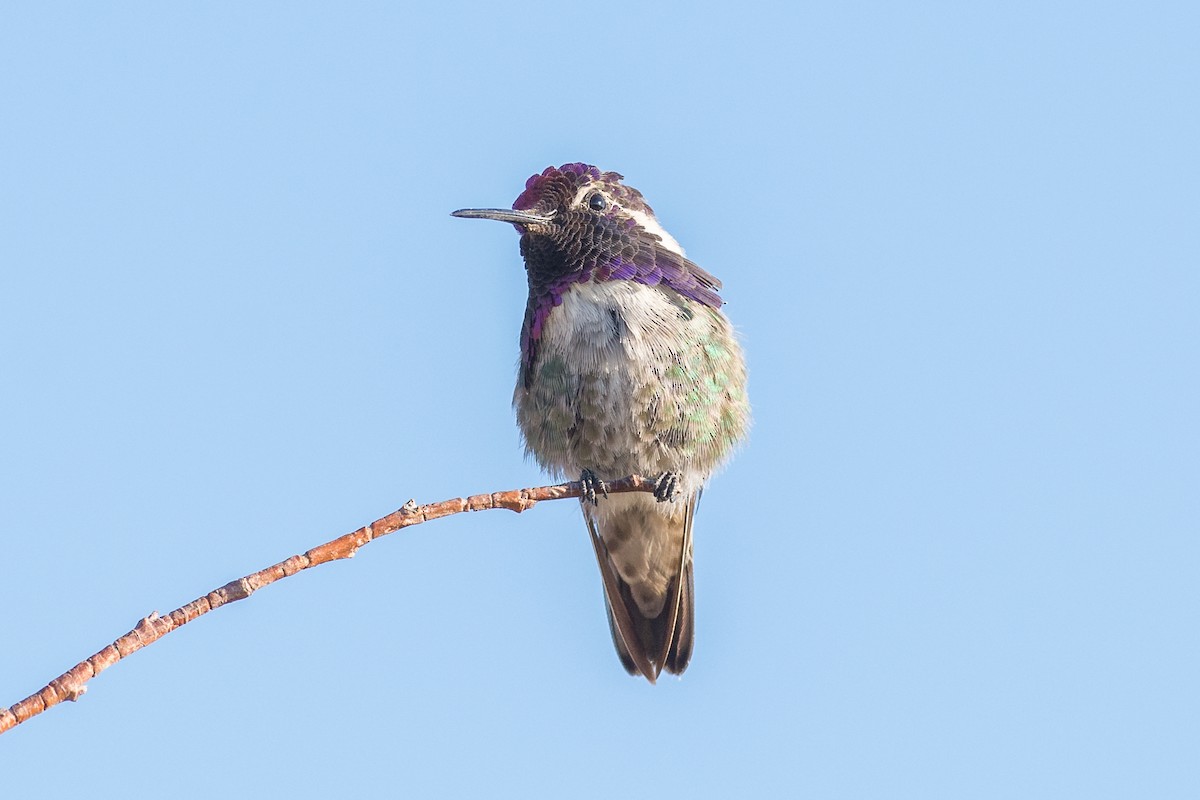 Costa's Hummingbird - Jeff Bleam