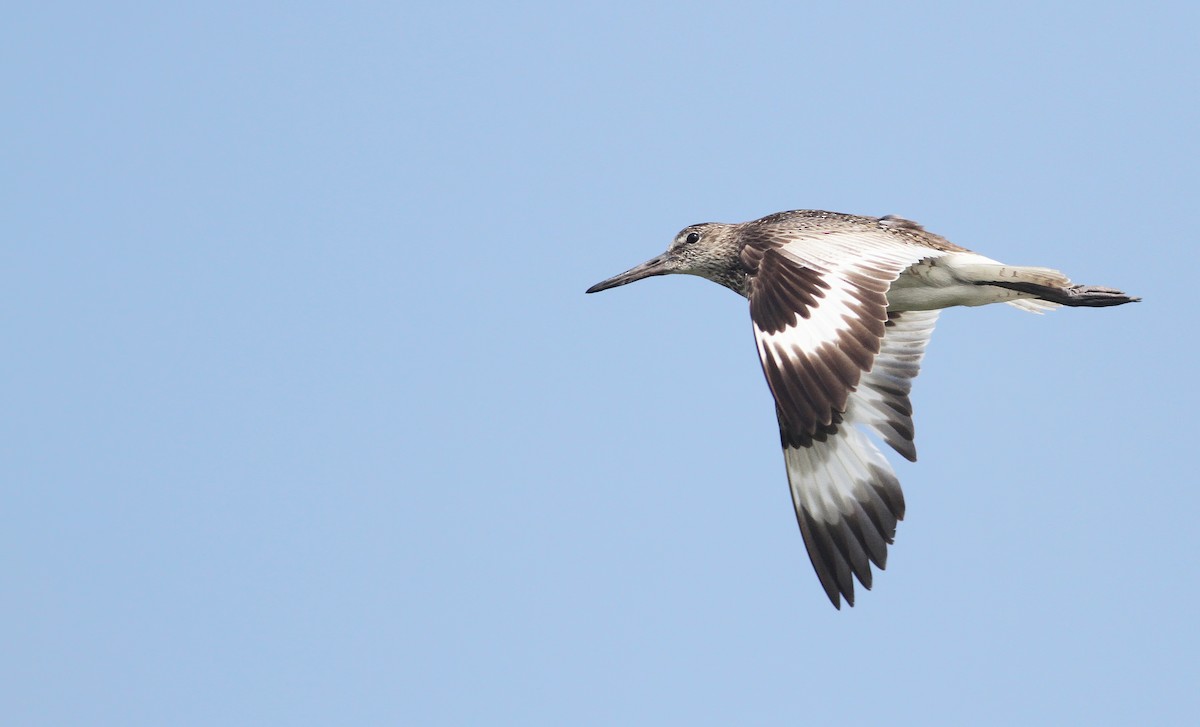 Willet (Eastern) - Andy Eckerson