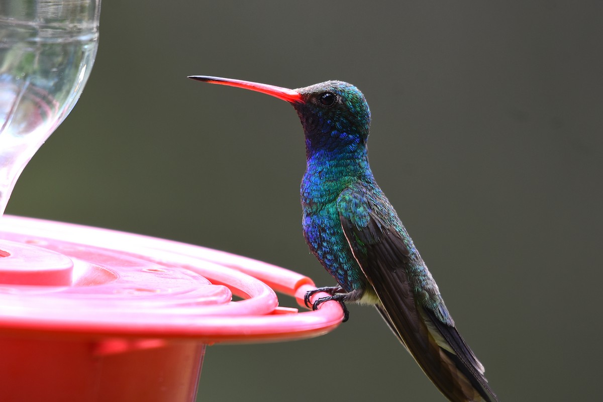 Broad-billed Hummingbird - Drew Beamer