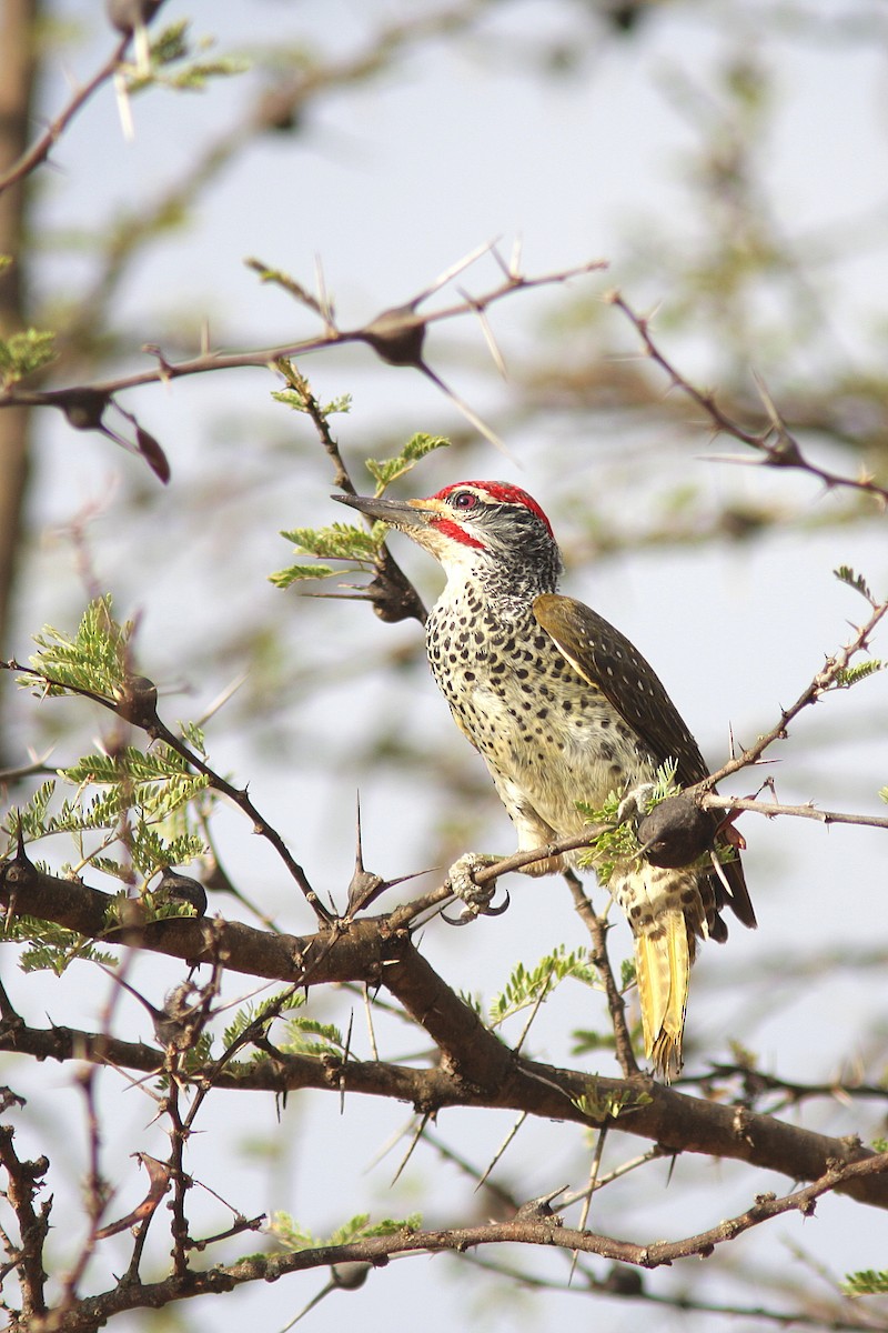 Nubian Woodpecker - ML108425101