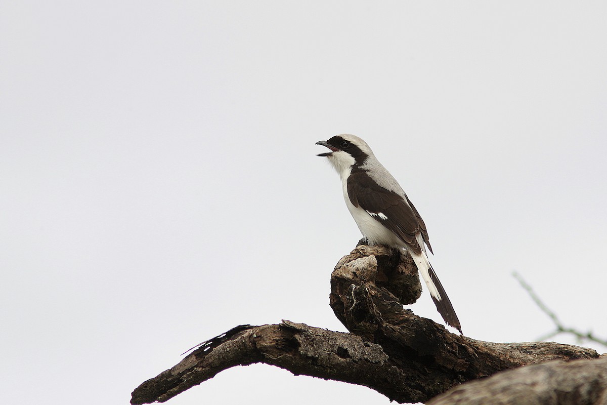 Gray-backed Fiscal - ML108425171