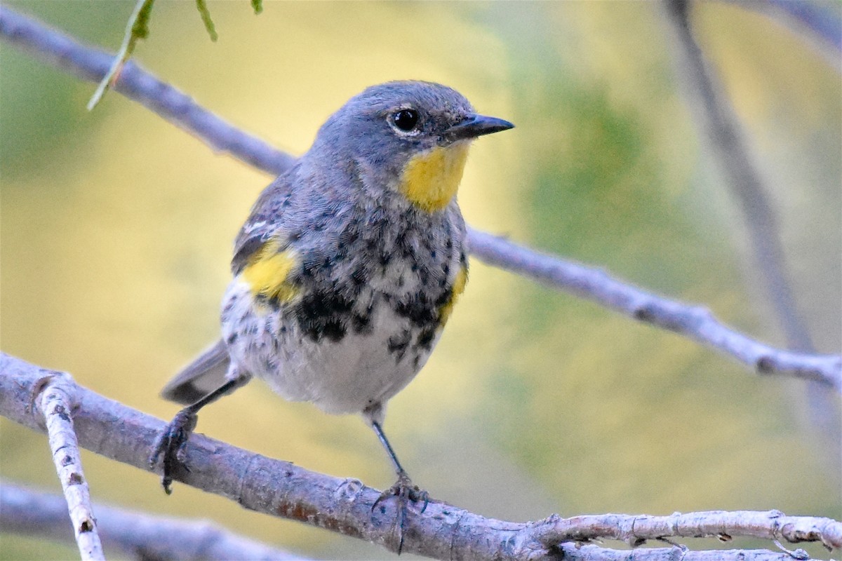 Yellow-rumped Warbler (Audubon's) - ML108426291