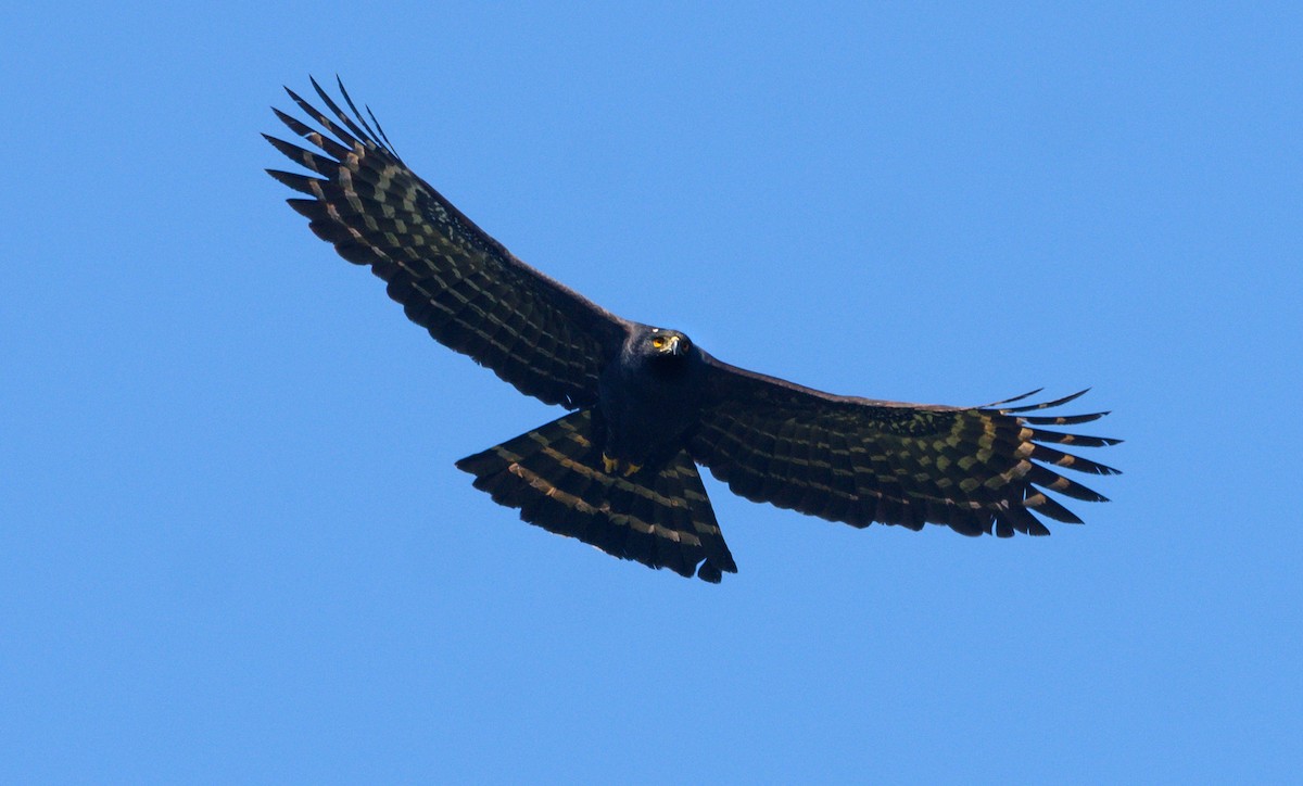 Black Hawk-Eagle - Renato Machado de Sobral
