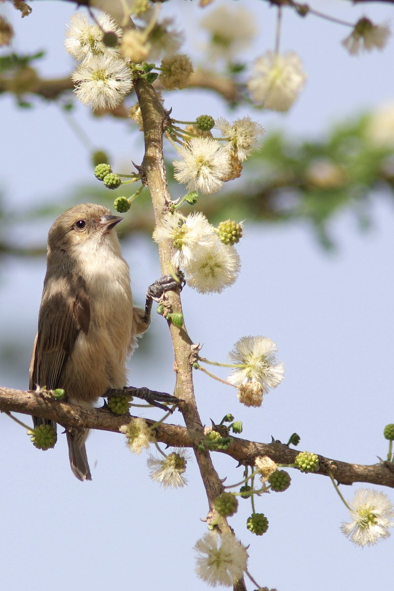 Mouse-colored Penduline-Tit - Guy Poisson