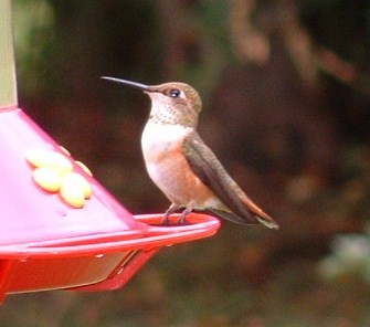 Rufous Hummingbird - Judy and Don Self