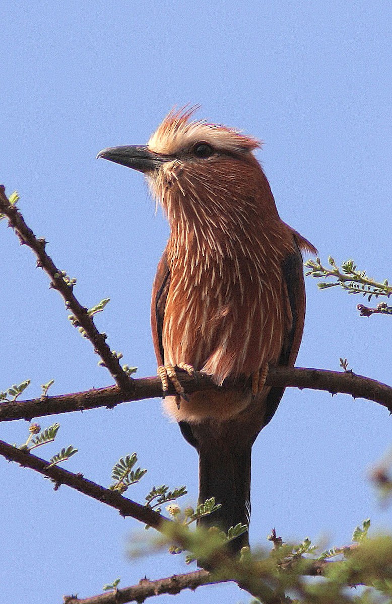 Rufous-crowned Roller - Guy Poisson