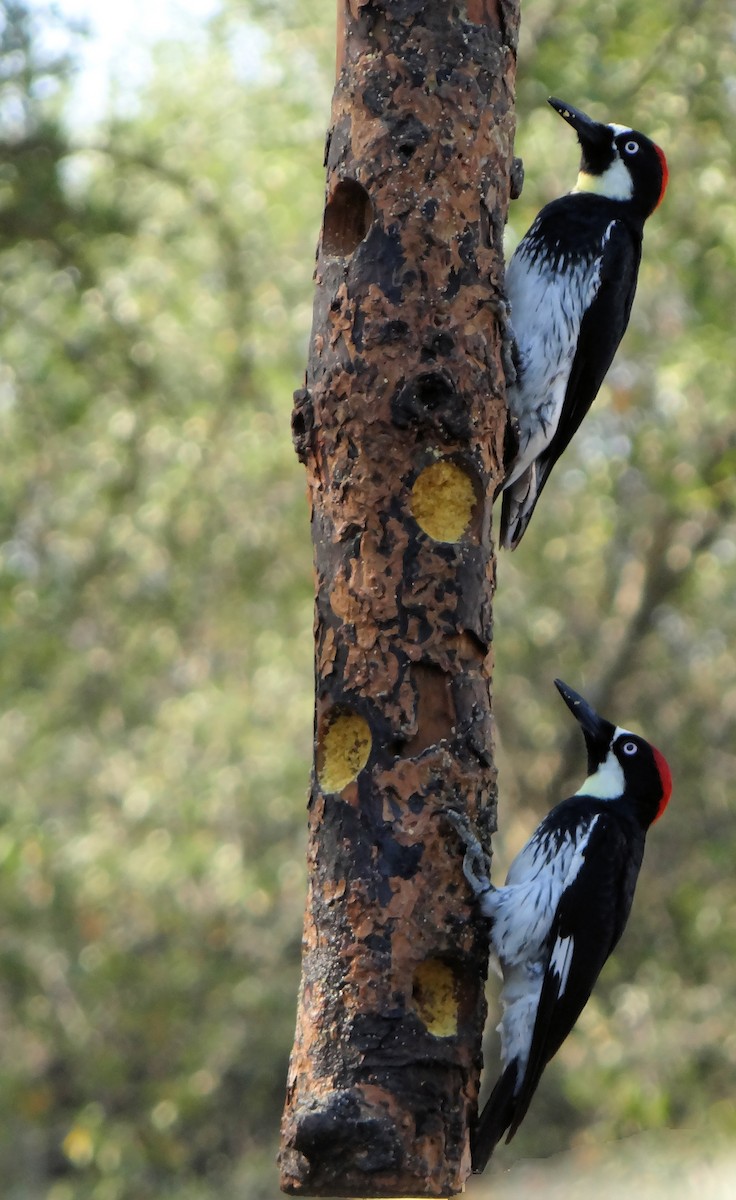 Acorn Woodpecker - ML108429021