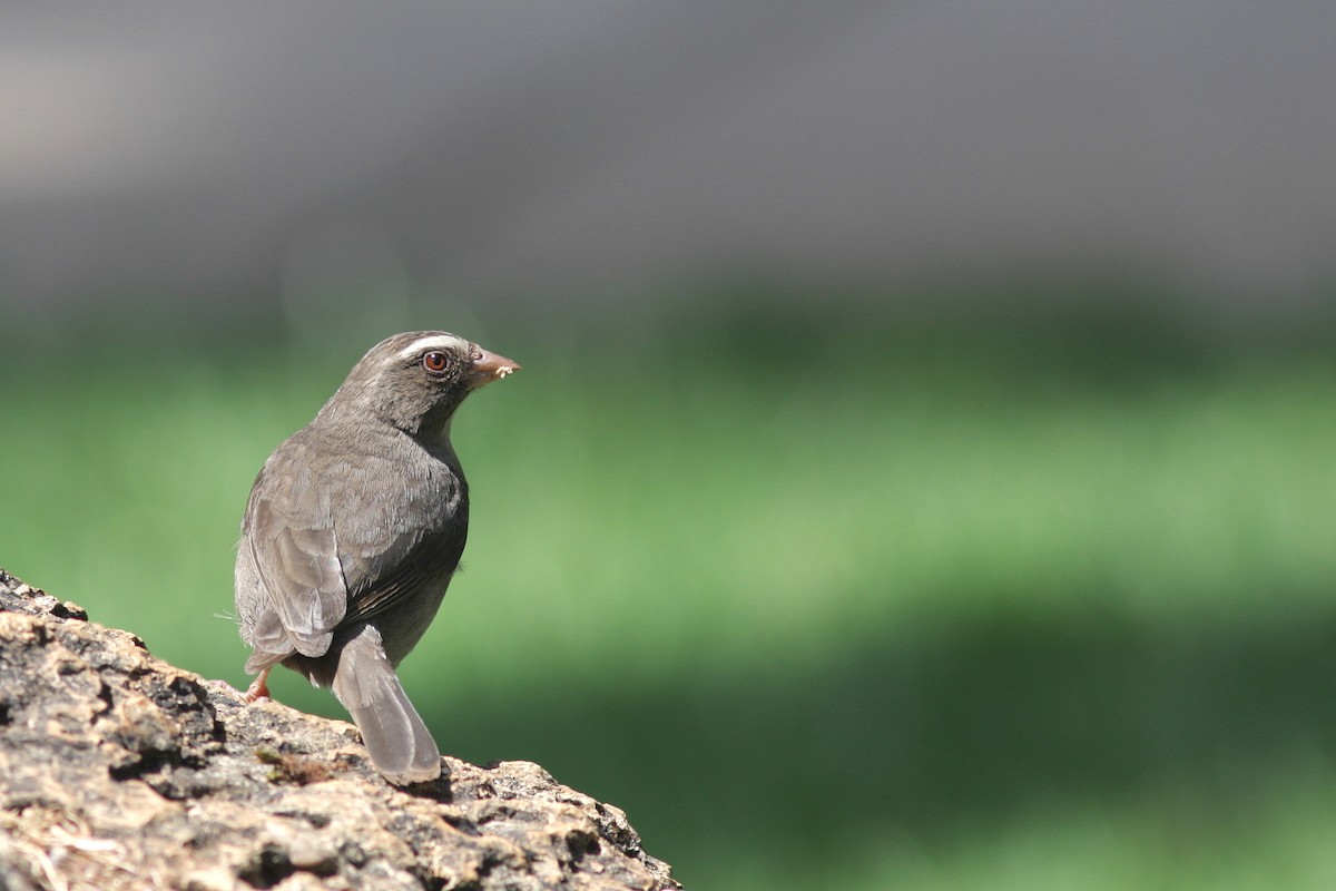 Brown-rumped Seedeater - Guy Poisson