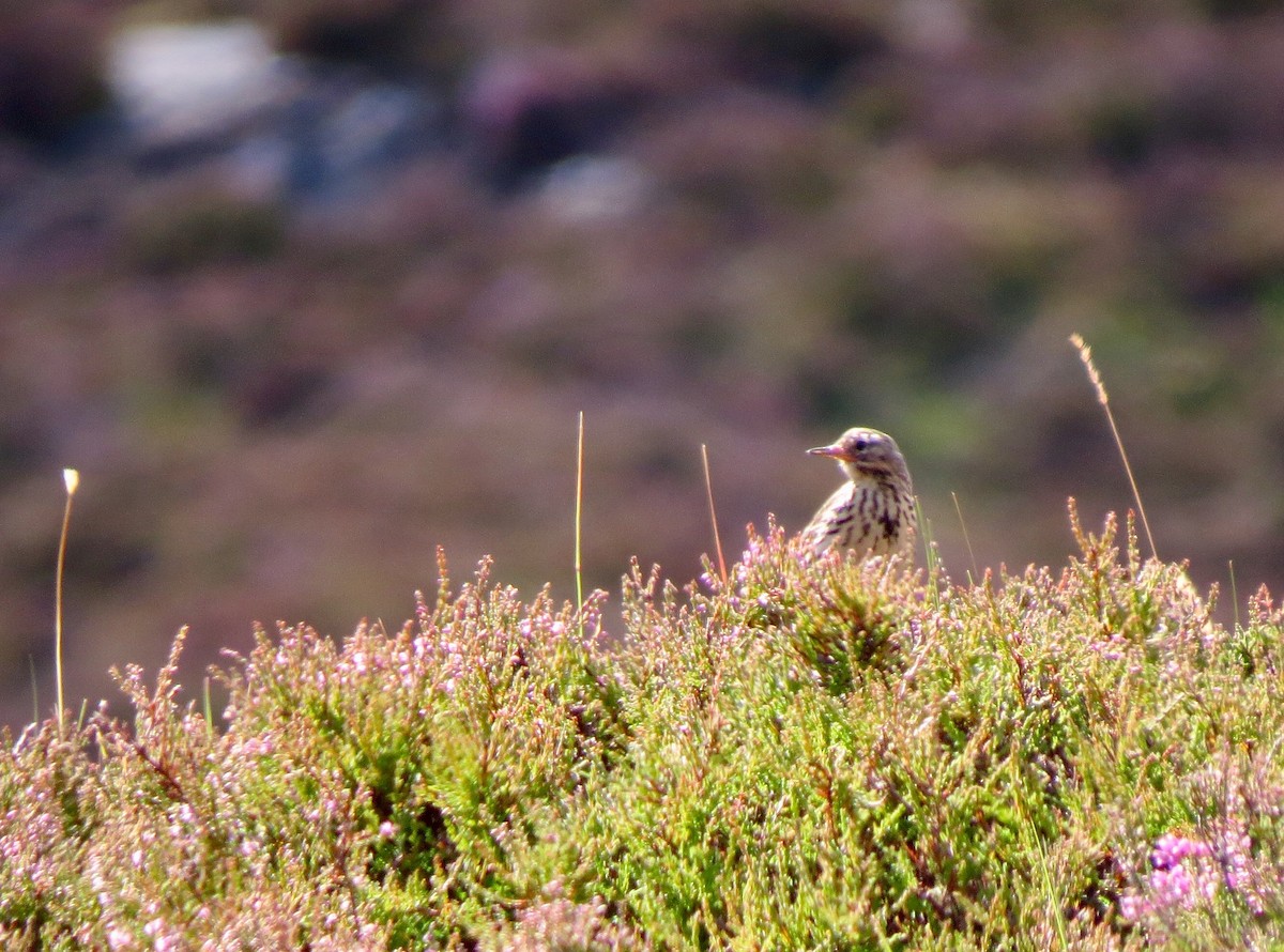 Meadow Pipit - ML108429741